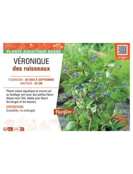 VERONIQUE DES RUISSEAUX (bleu)
