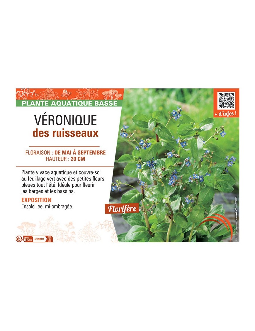 VERONIQUE DES RUISSEAUX (bleu)