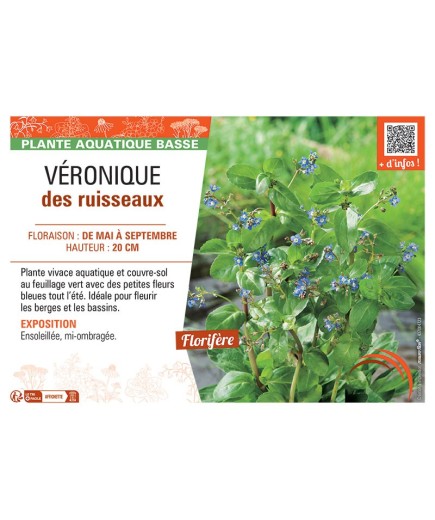 VERONIQUE DES RUISSEAUX (bleu)