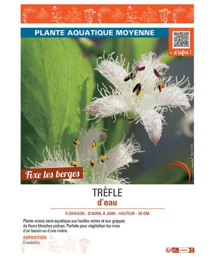 TREFLE D'EAU