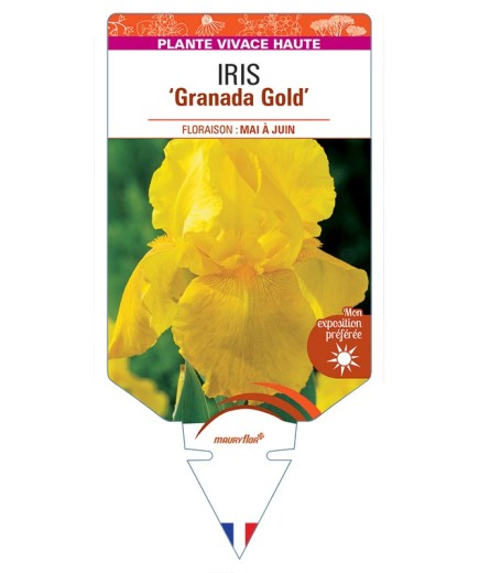 IRIS (germanica) Granada Gold
