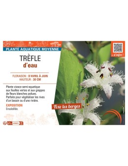 TREFLE D'EAU