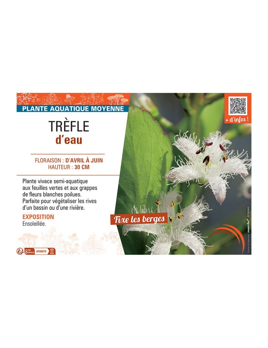 TREFLE D'EAU