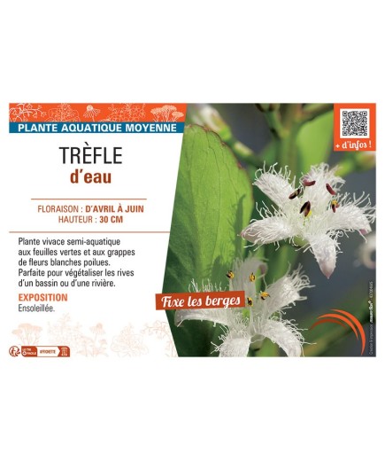 TREFLE D'EAU