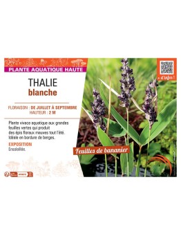 THALIE BLANCHE