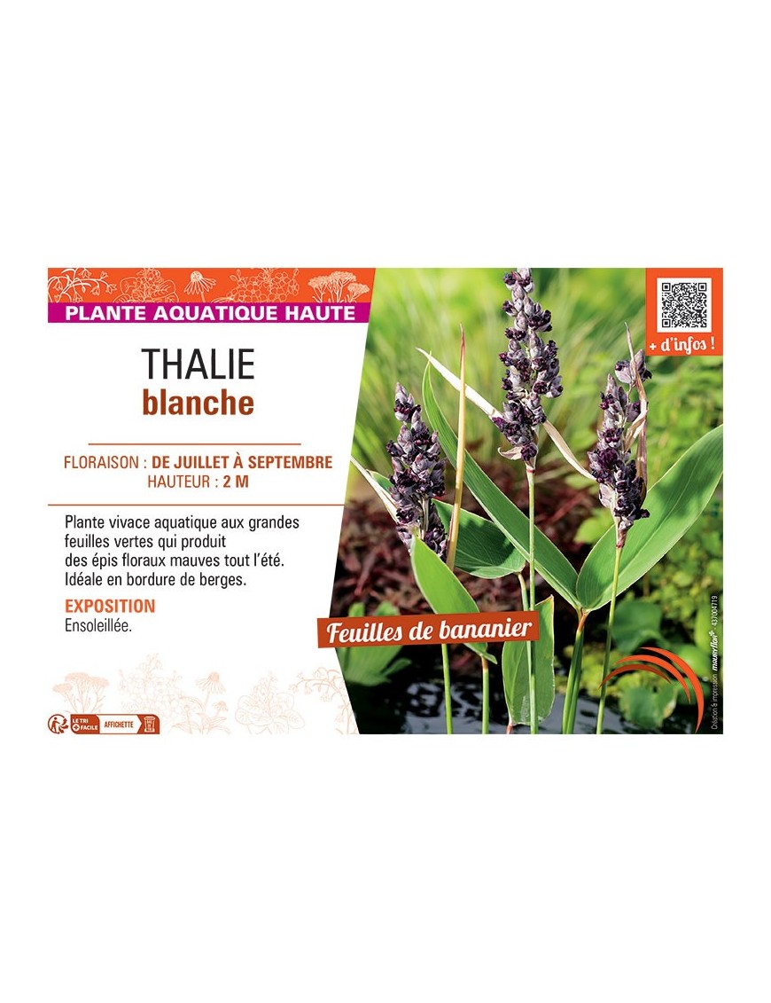 THALIE BLANCHE