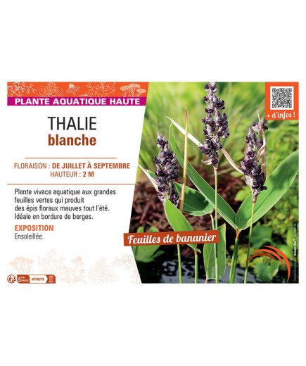THALIE BLANCHE