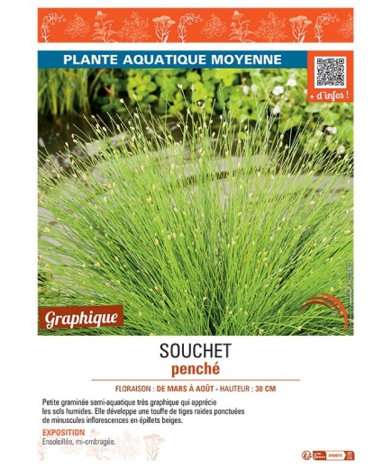 SOUCHET PENCHE