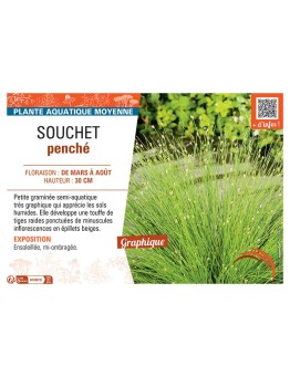 SOUCHET PENCHE