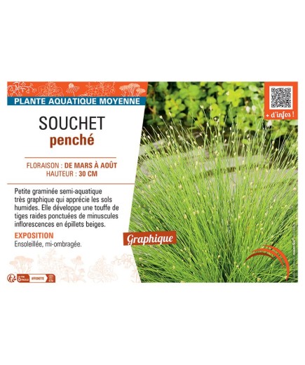 SOUCHET PENCHE