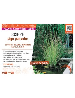 SCIRPE AIGU PANACHEE