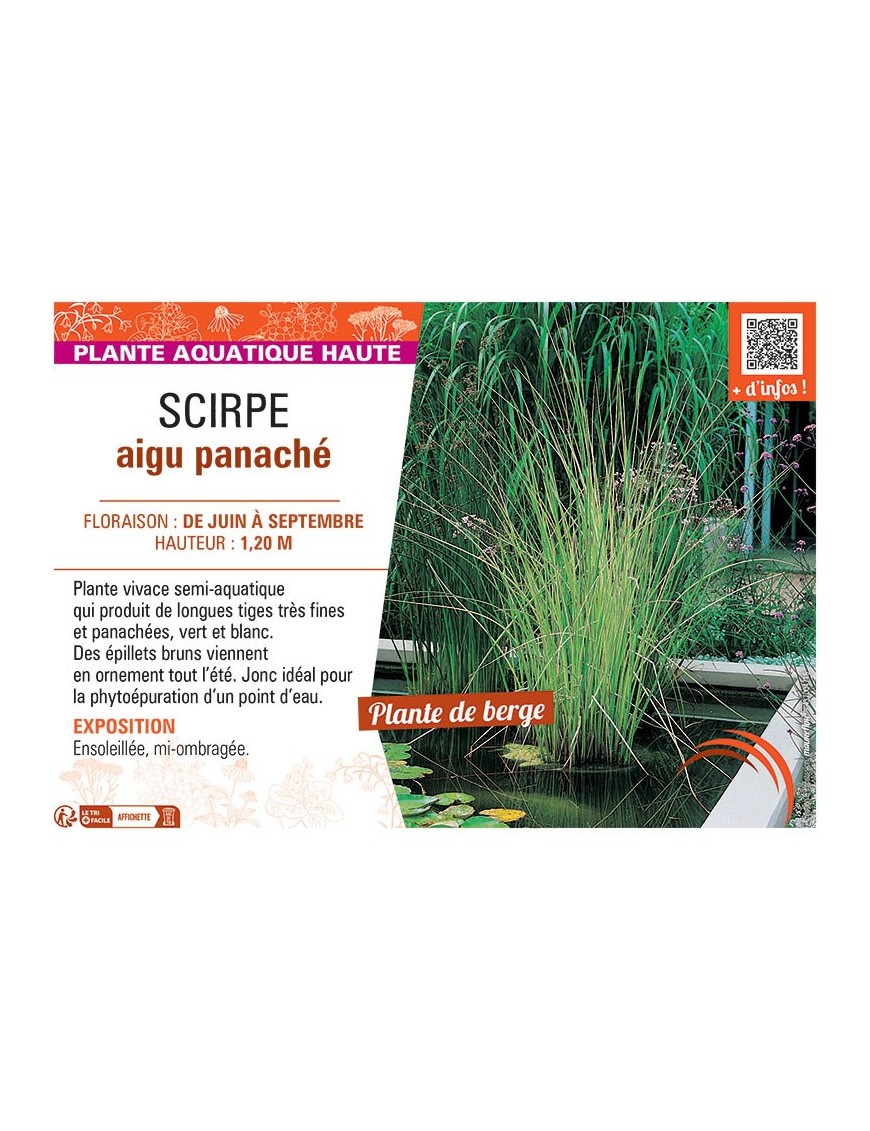 SCIRPE AIGU PANACHEE