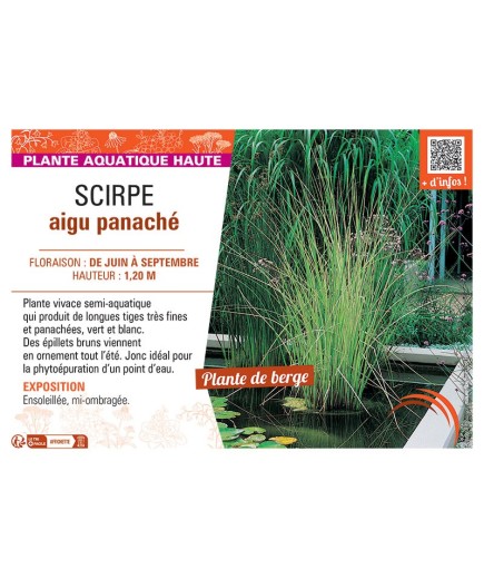 SCIRPE AIGU PANACHEE