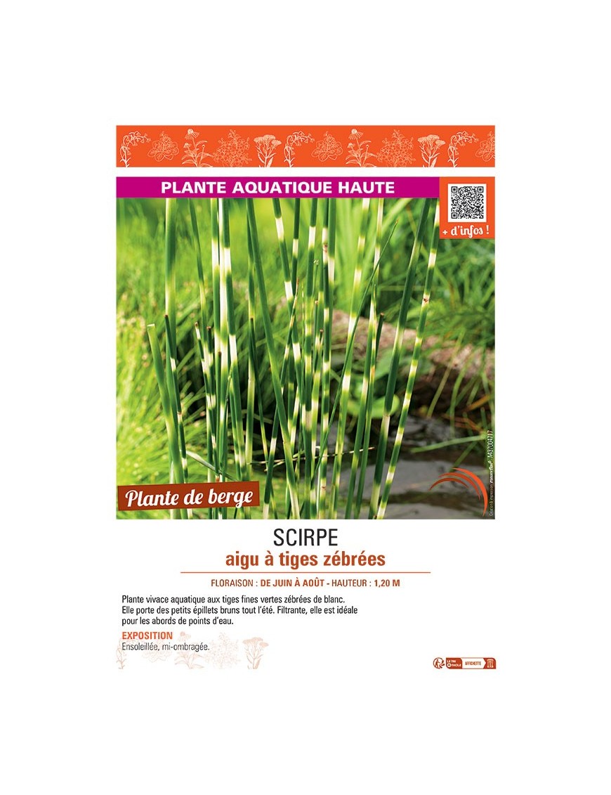 SCIRPE AIGU à TIGES ZEBREES