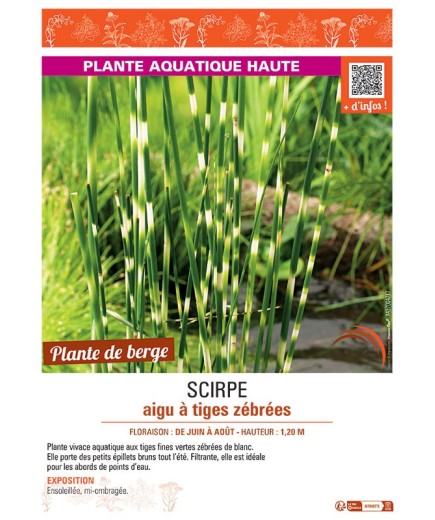 SCIRPE AIGU à TIGES ZEBREES