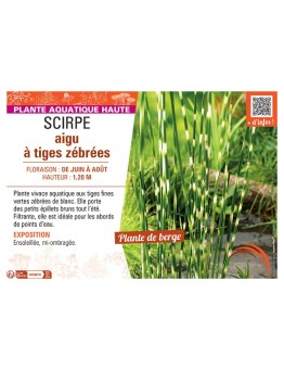 SCIRPE AIGU à TIGES ZEBREES