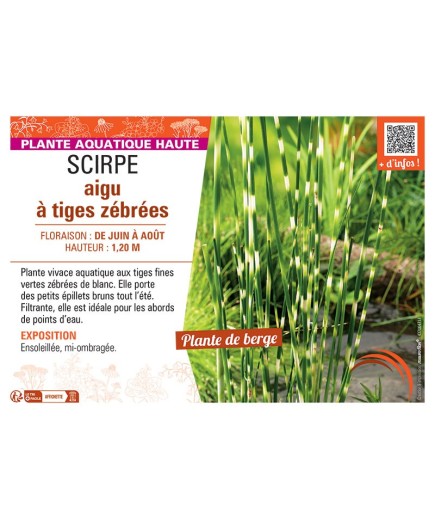 SCIRPE AIGU à TIGES ZEBREES
