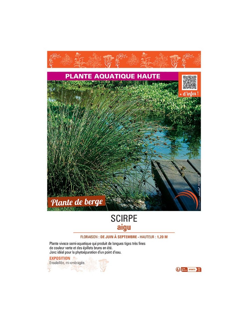 SCIRPE AIGU