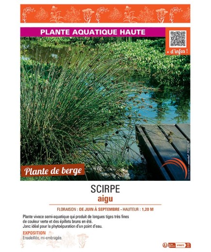 SCIRPE AIGU