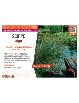 SCIRPE AIGU