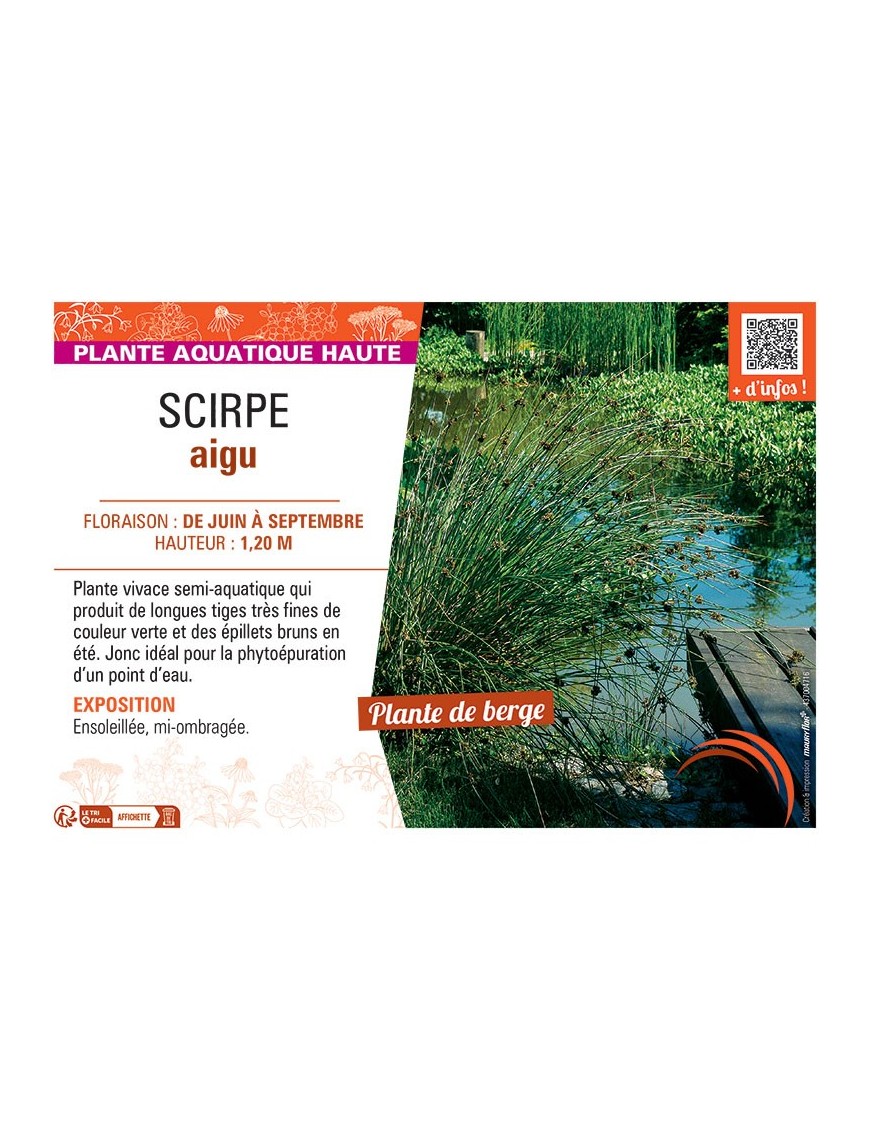 SCIRPE AIGU