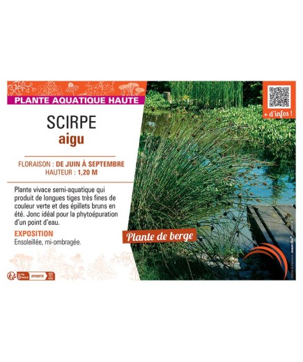 SCIRPE AIGU