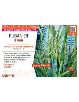 RUBANIER D'EAU