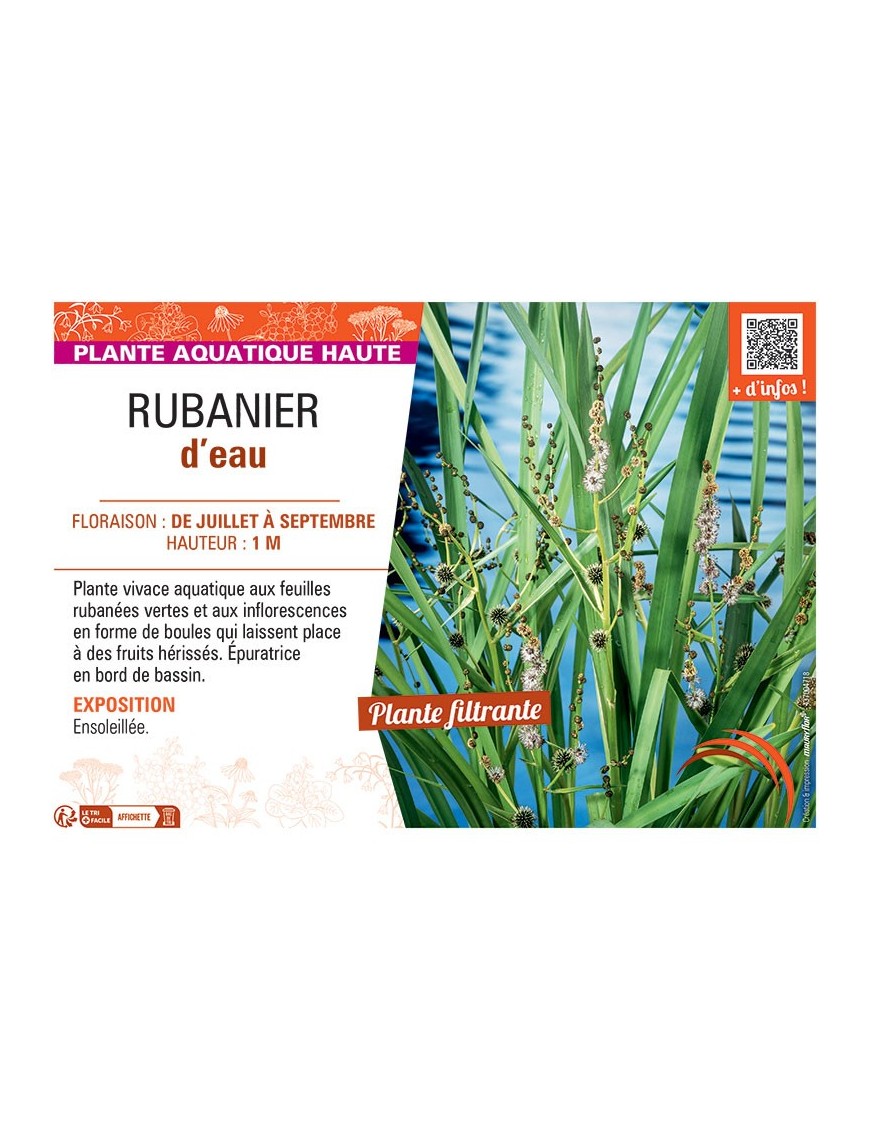 RUBANIER D'EAU