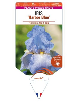 IRIS (germanica) Harbor Blue