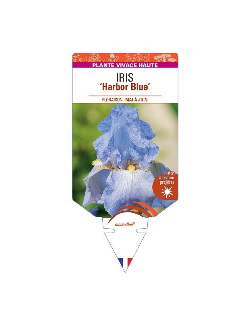 IRIS (germanica) Harbor Blue