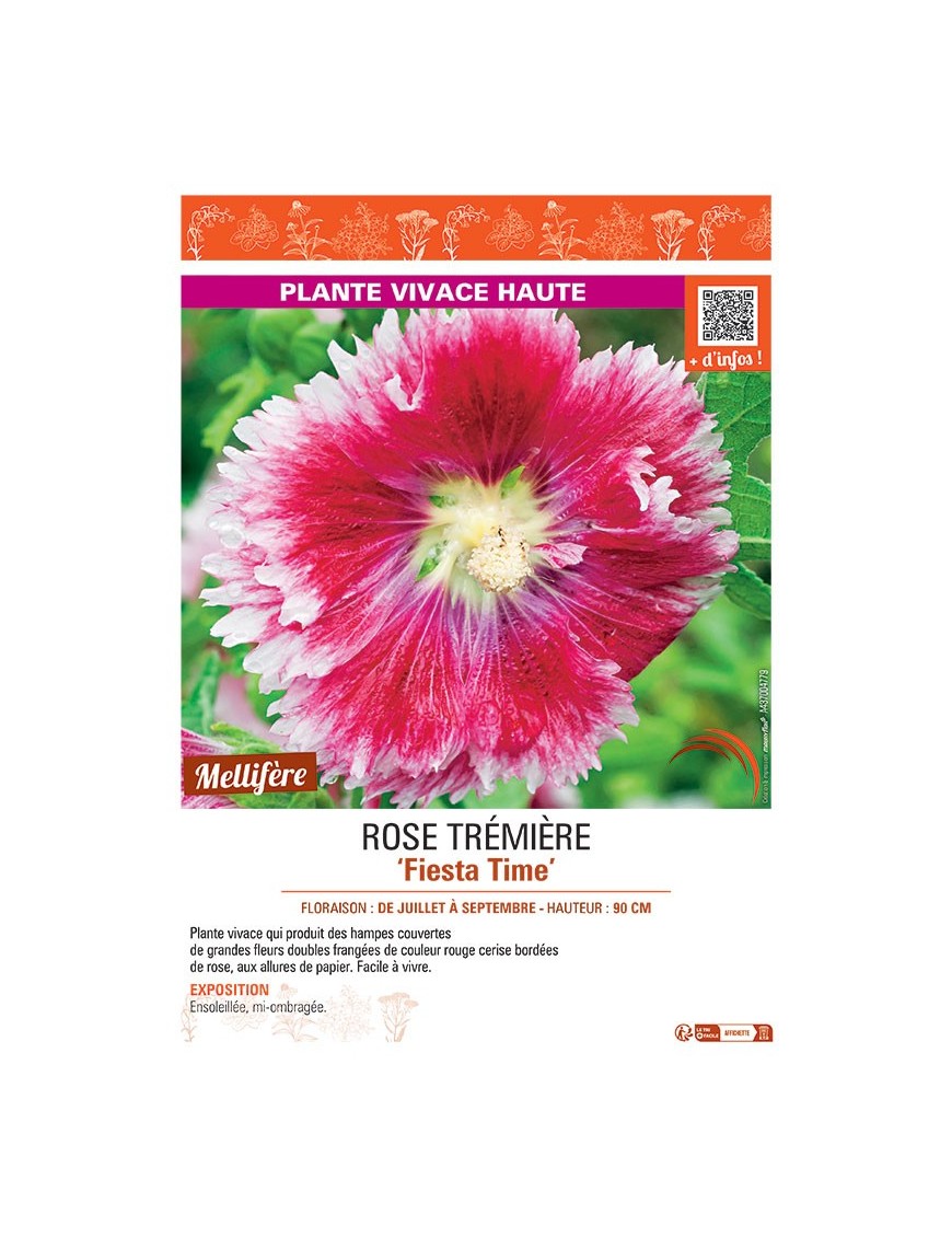 ROSE TREMIERE FIESTA TIME
