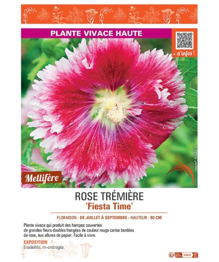 ROSE TREMIERE FIESTA TIME