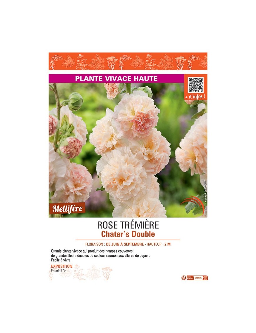 ROSE TREMIERE CHATER'S DOUBLE (saumon)