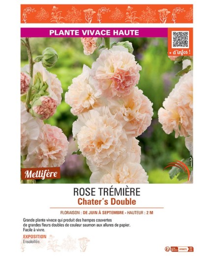 ROSE TREMIERE CHATER'S DOUBLE (saumon)