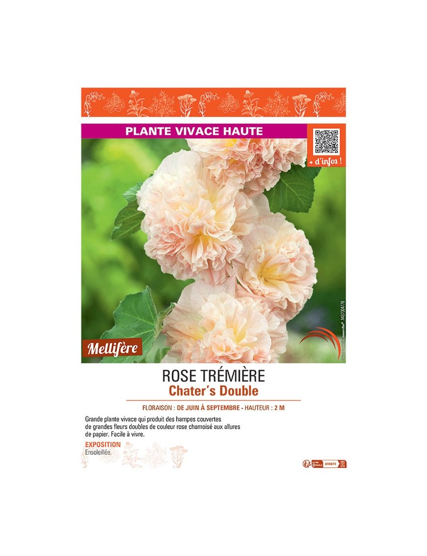 ROSE TREMIERE CHATER'S DOUBLE (rose chamois)