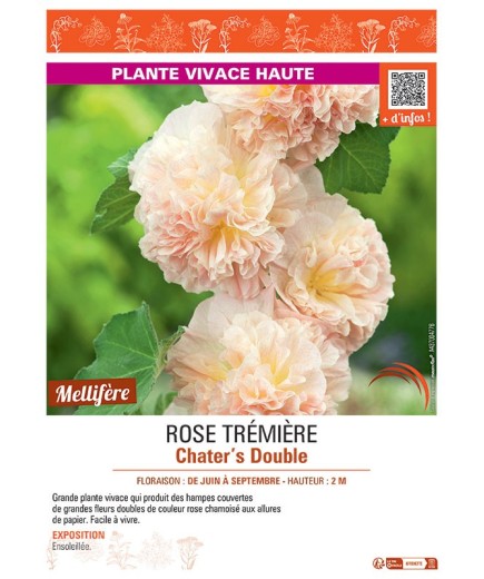 ROSE TREMIERE CHATER'S DOUBLE (rose chamois)