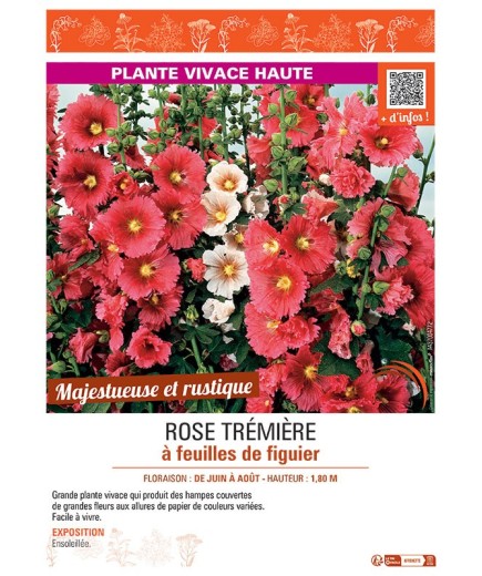 ROSE TREMIERE à FEUILLES DE FIGUIER
