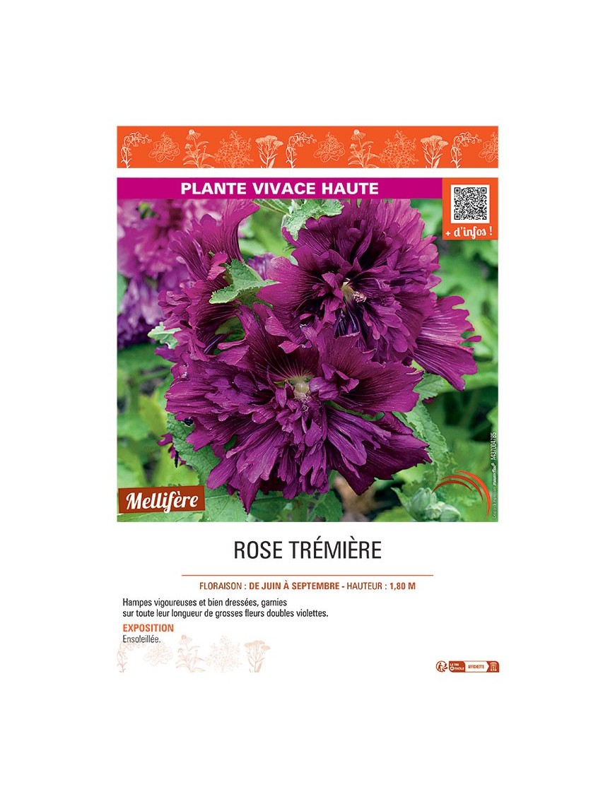 ROSE TREMIERE (violet)