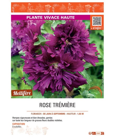 ROSE TREMIERE (violet)