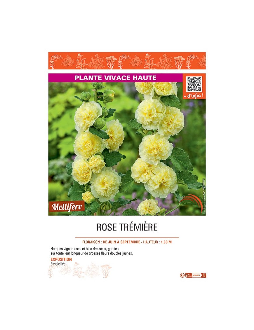 ROSE TREMIERE (jaune)