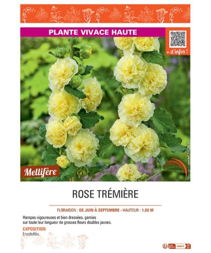 ROSE TREMIERE (jaune)