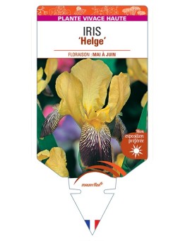 IRIS (germanica) Helge