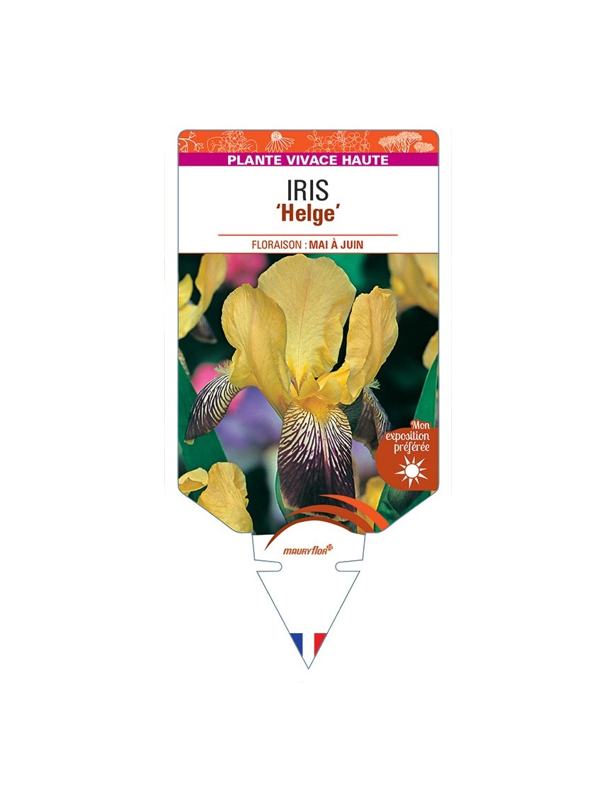 IRIS (germanica) Helge