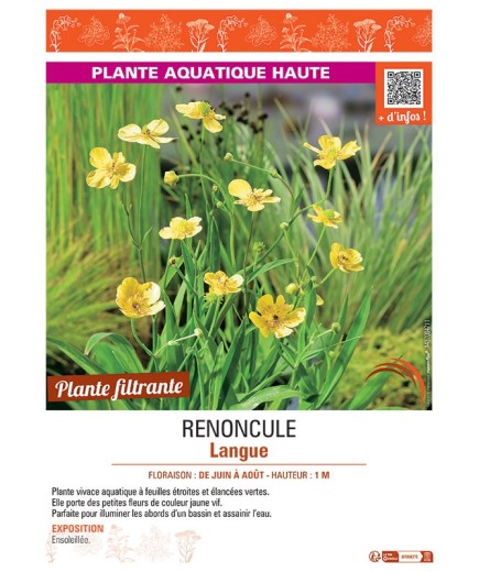 RENONCULE LANGUE