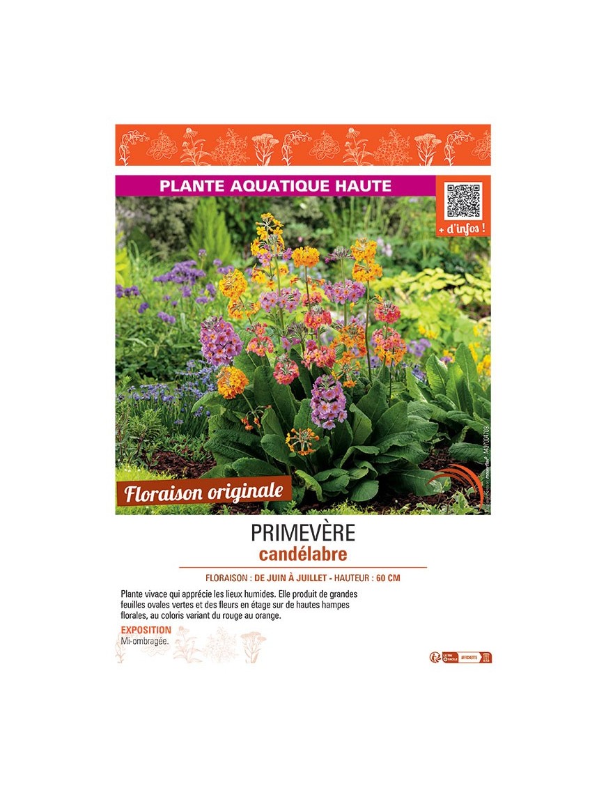 PRIMEVERE CANDELABRE (variée)