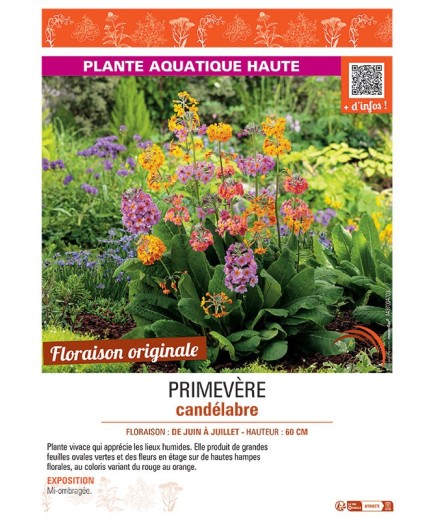 PRIMEVERE CANDELABRE (variée)
