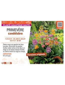 PRIMEVERE CANDELABRE (variée)
