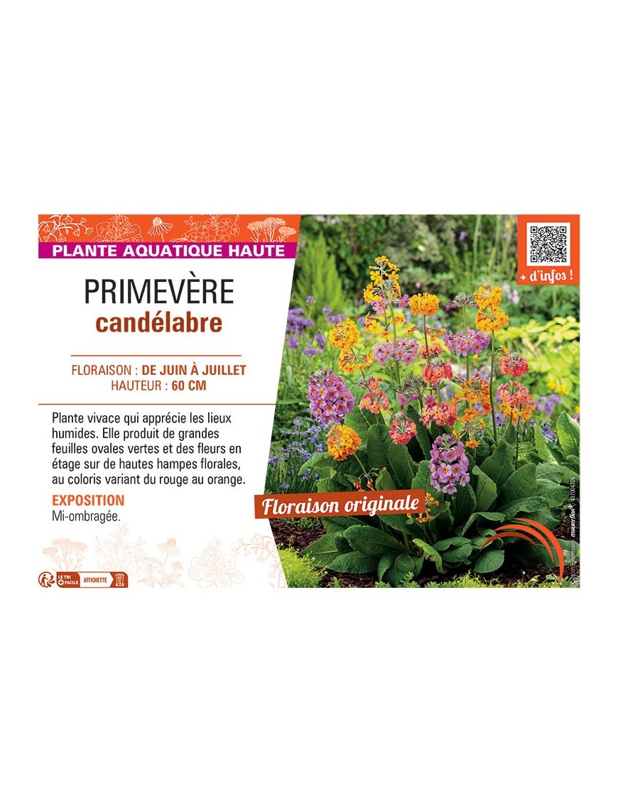PRIMEVERE CANDELABRE (variée)
