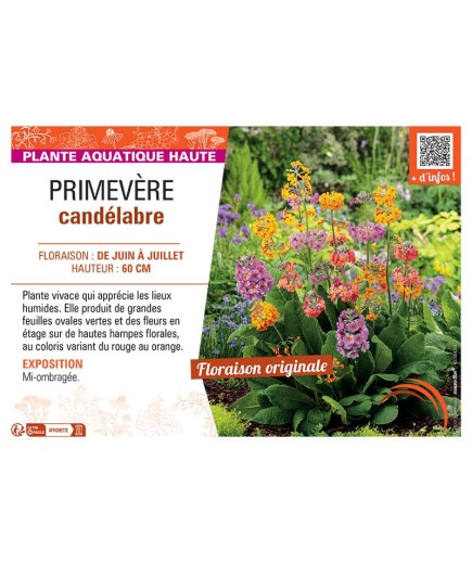 PRIMEVERE CANDELABRE (variée)
