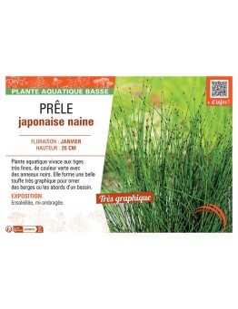 PRELE JAPONAISE NAINE